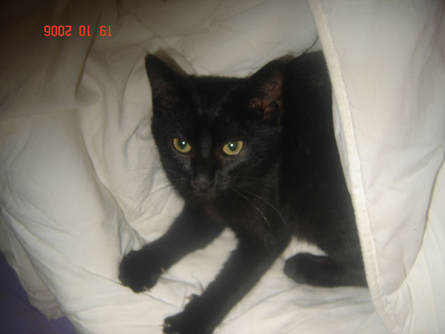 caline petite chatte noire 2 mois ( evreux 27) Z'm2